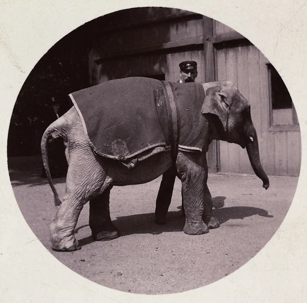 Kodak's first camera was put in the hands of consumers in 1888 and created an explosion of photography due to the ease and speed over previous individual dry plate or wet plate methods. Now a roll of film was available - in fact 100 images could be …